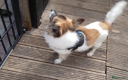 Mixed Breed dogs for sale: Hi selling my male chi,jackrusell in Stevenage - Image 10