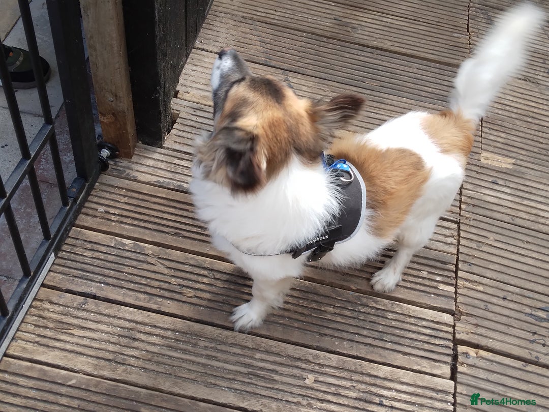 Mixed Breed dogs for sale: Hi selling my male chi,jackrusell in Stevenage - Image 10