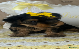 Yorkshire Terrier dogs for sale: Beautiful Yorkshire terrier puppy’s  - Image 16