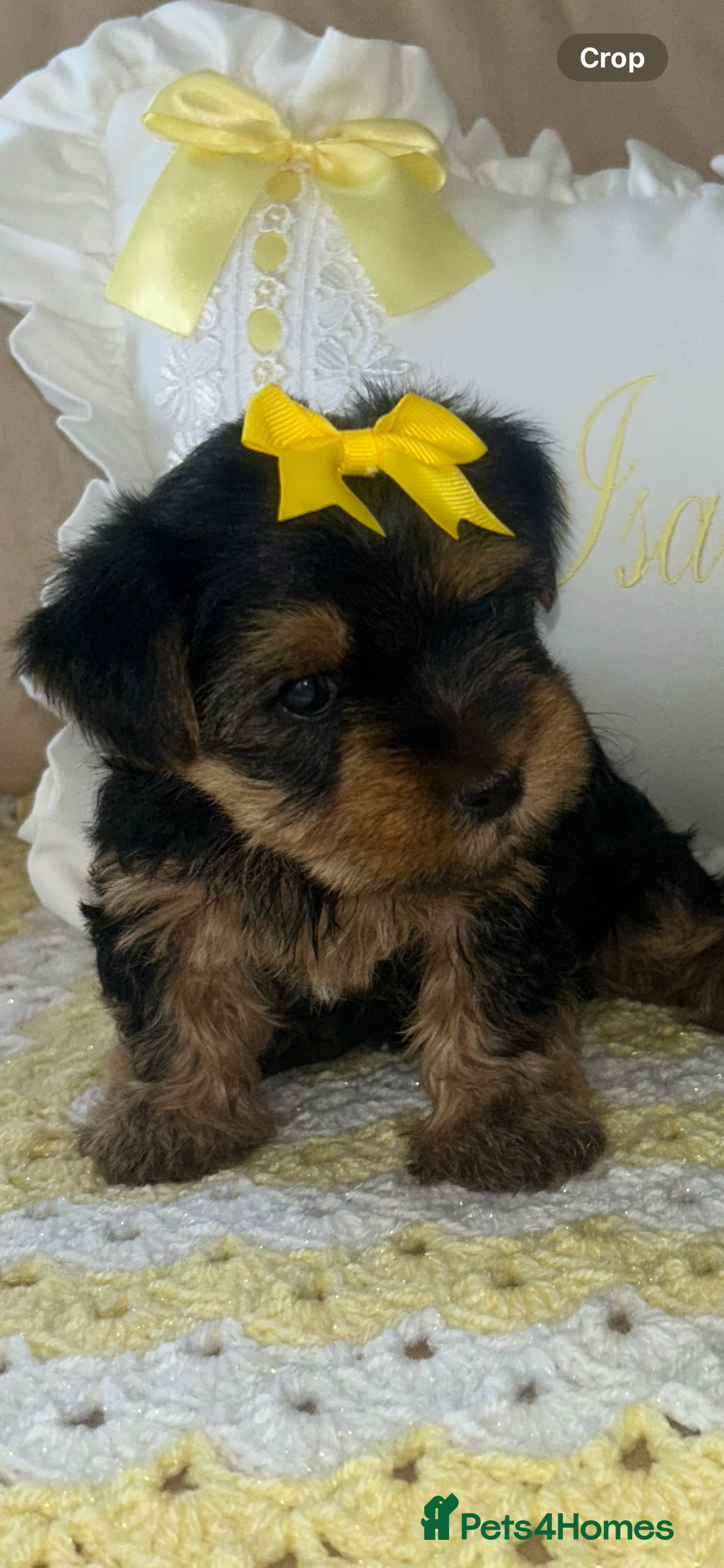 Yorkshire Terrier dogs for sale: Beautiful Yorkshire terrier puppy’s  - Image 16