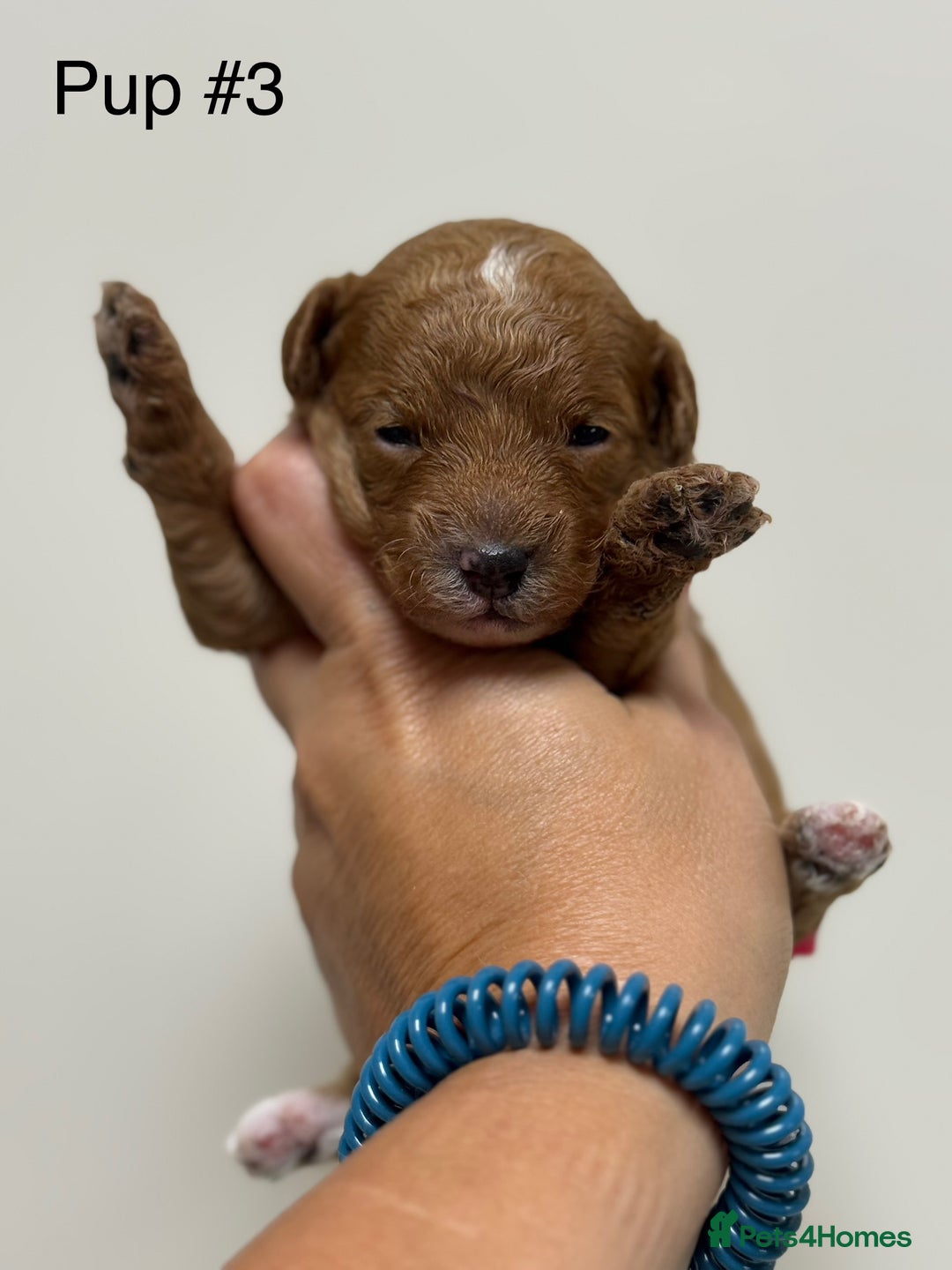 Toy Poodle dogs for sale: Tiny, rare parti poodle puppies. Red & white.  - Image 18