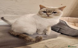 Ragdoll cats for sale: 1 boy 1 girl - Image 7