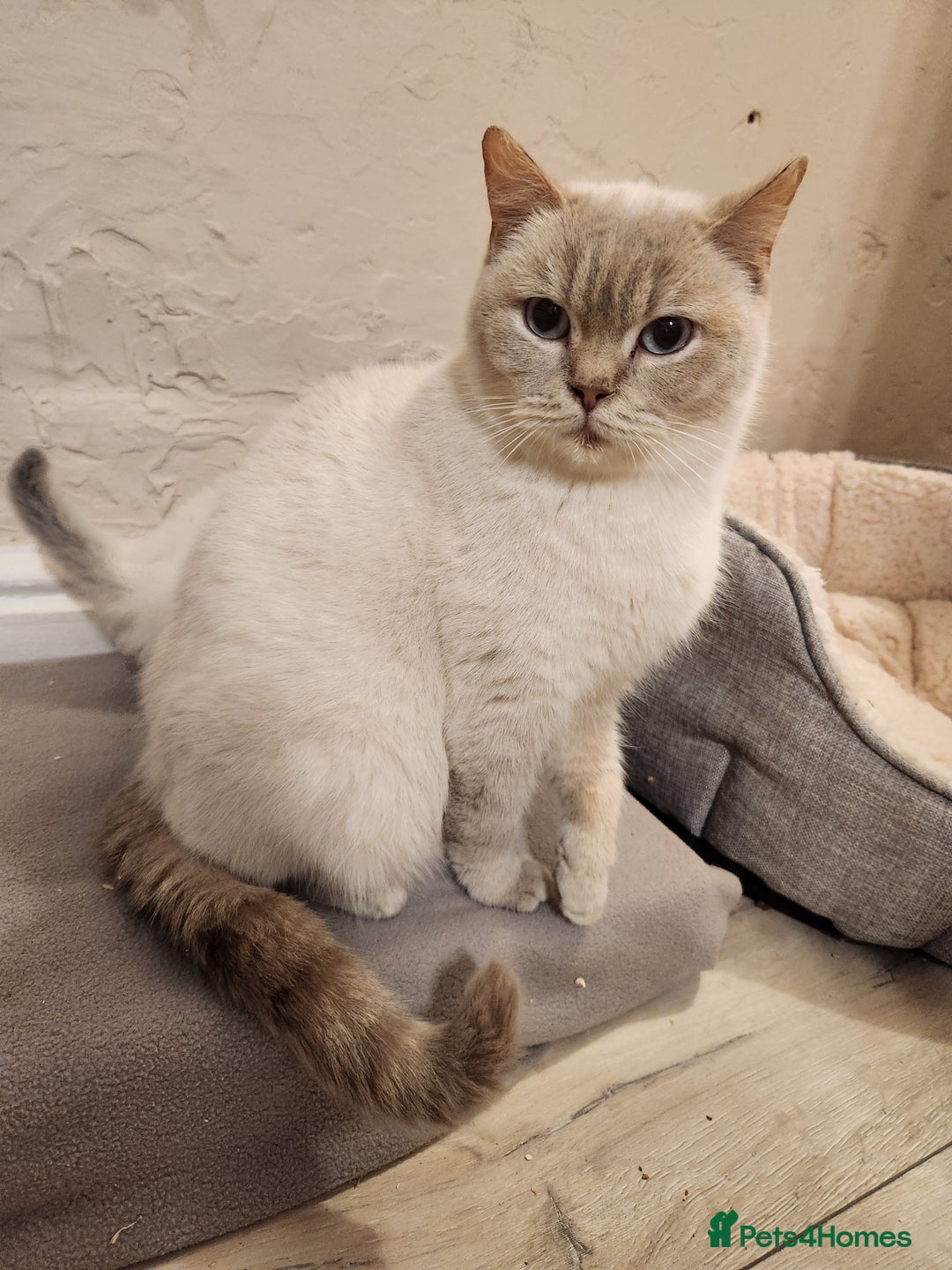 Ragdoll cats for sale: 1 boy 1 girl - Image 7