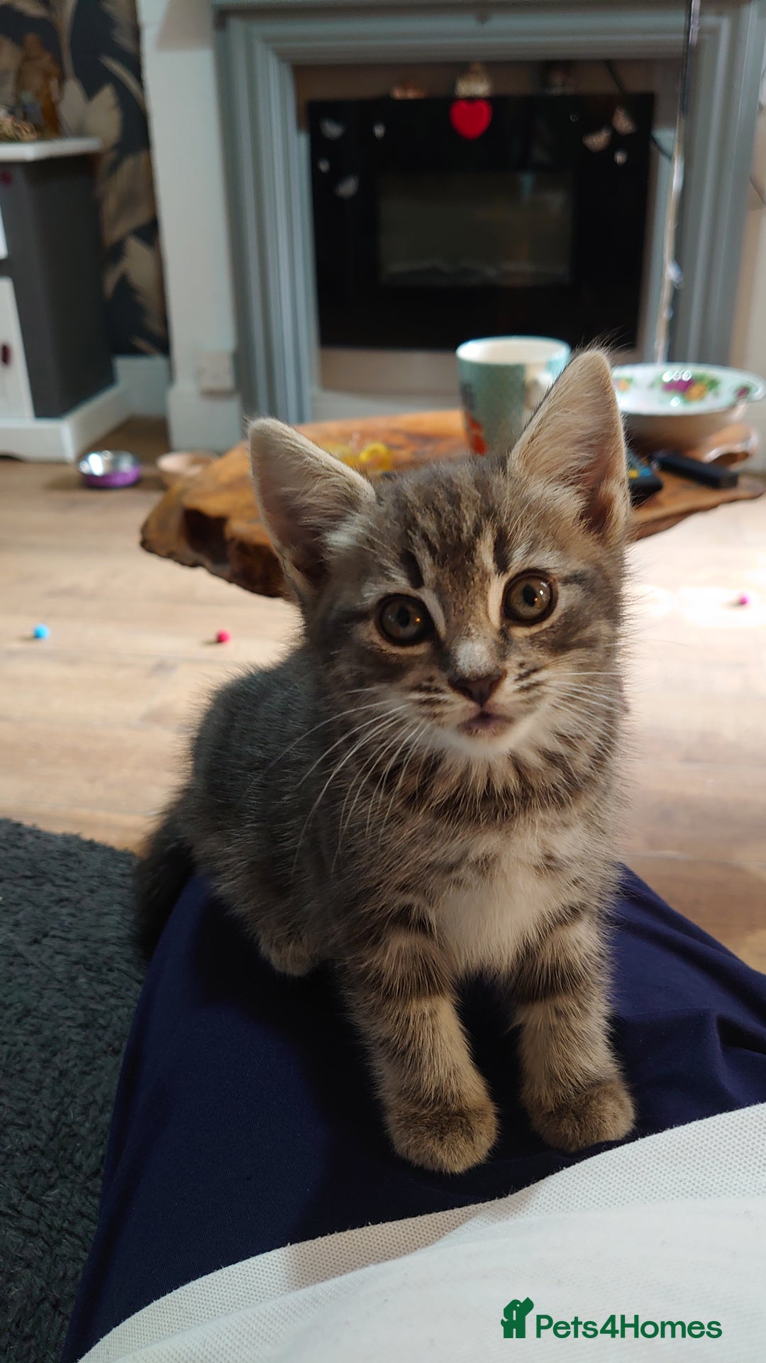 Mixed Breed cats for sale: Beautiful kittens for sale. - Image 6