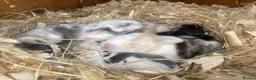 Mini Lop rabbits for sale: Mini lop buck 💙 - Advert 11