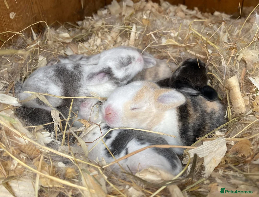 Mini Lop rabbits for sale: Mini lop buck 💙 - Advert 11