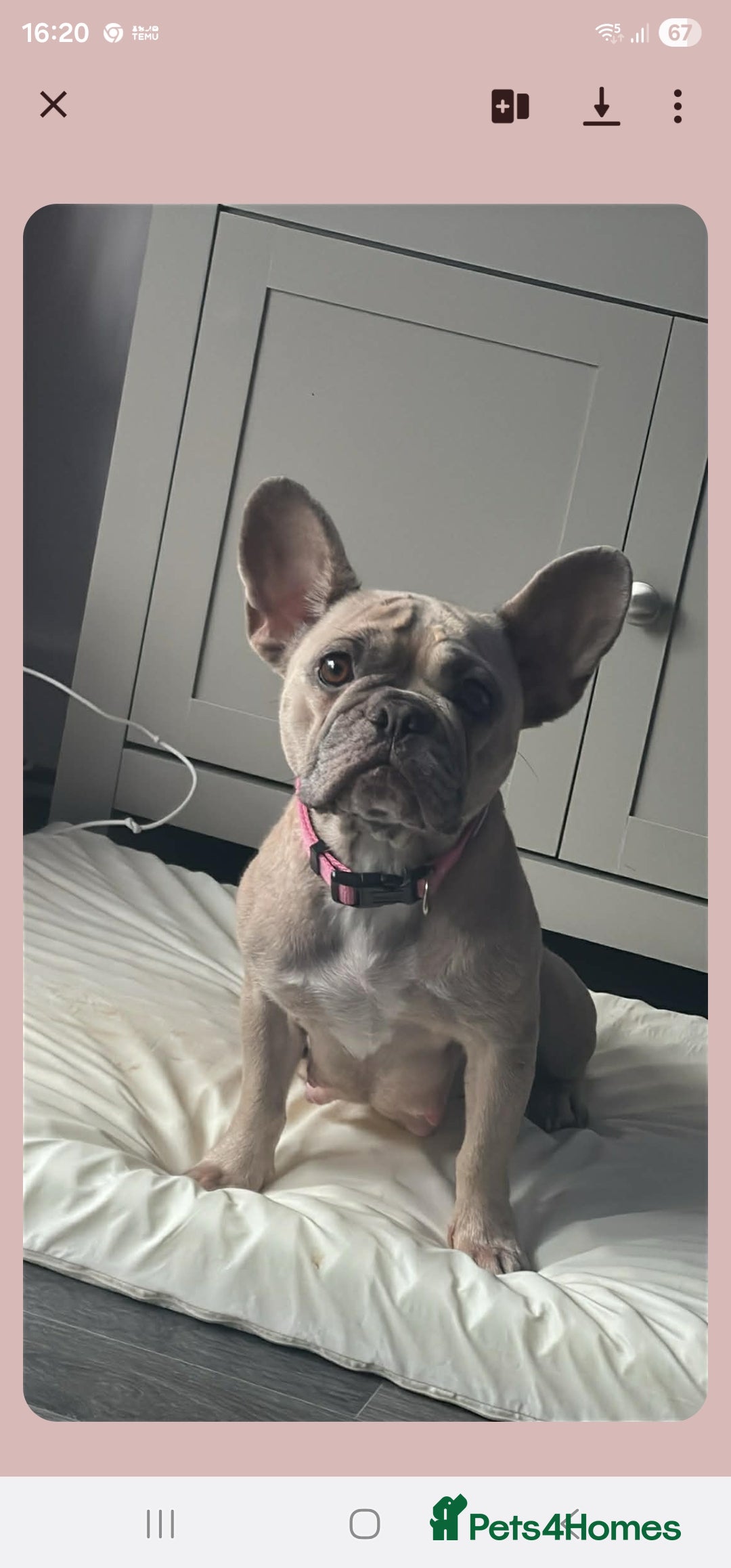 French Bulldog dogs for sale: Pure breed French bulldogs  - Advert 1