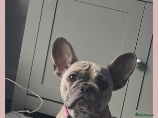 French Bulldog dogs Pure breed French bulldogs - Advert 6