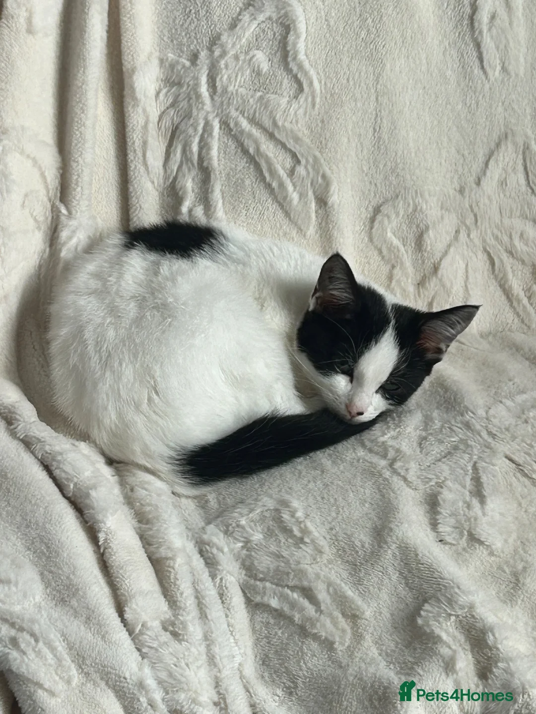Mixed Breed cats for sale: 2 kittens looking for homes  in Preston - Advert 2