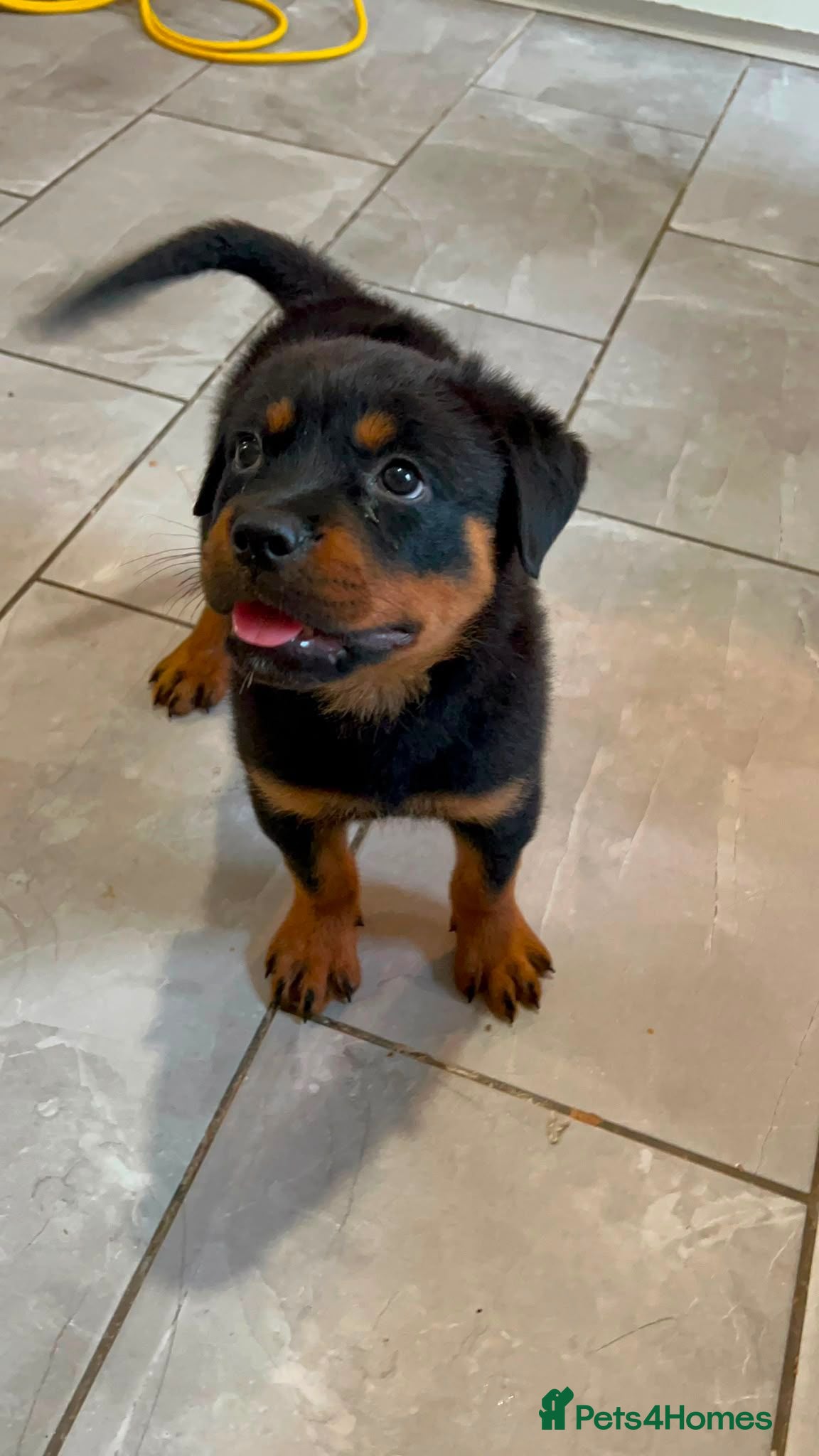Rottweiler dogs Rottweiler pup - Advert 3