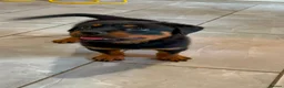 Rottweiler dogs for sale: Rottweiler pup - Advert 1