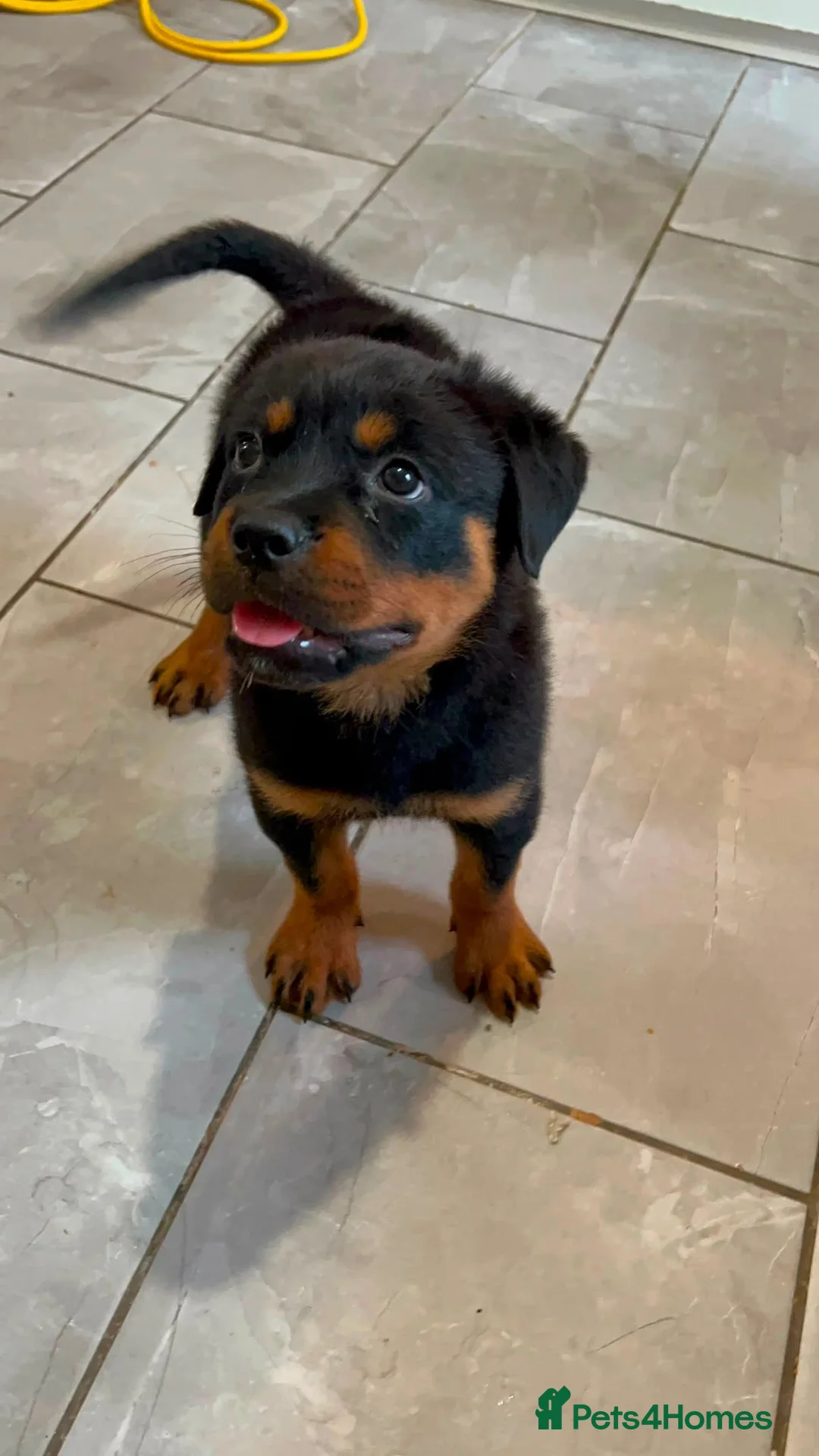 Rottweiler dogs for sale: Rottweiler pup - Advert 1