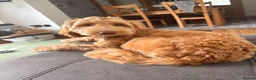 Australian Labradoodle dogs for sale: Winnie 8 month Australian labradoodle  in Pontefract - Advert 7