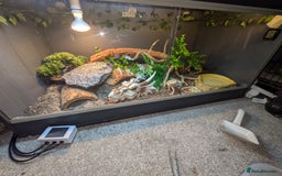 Bearded Dragon reptiles for sale: 11 month old Bearded dragon for rehoming  - Image 5