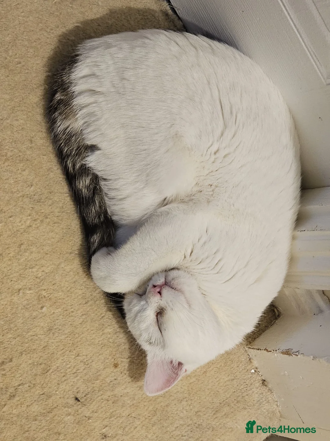 Mixed Breed cats for adoption: Special Nova needs a special indoor home - Advert 13