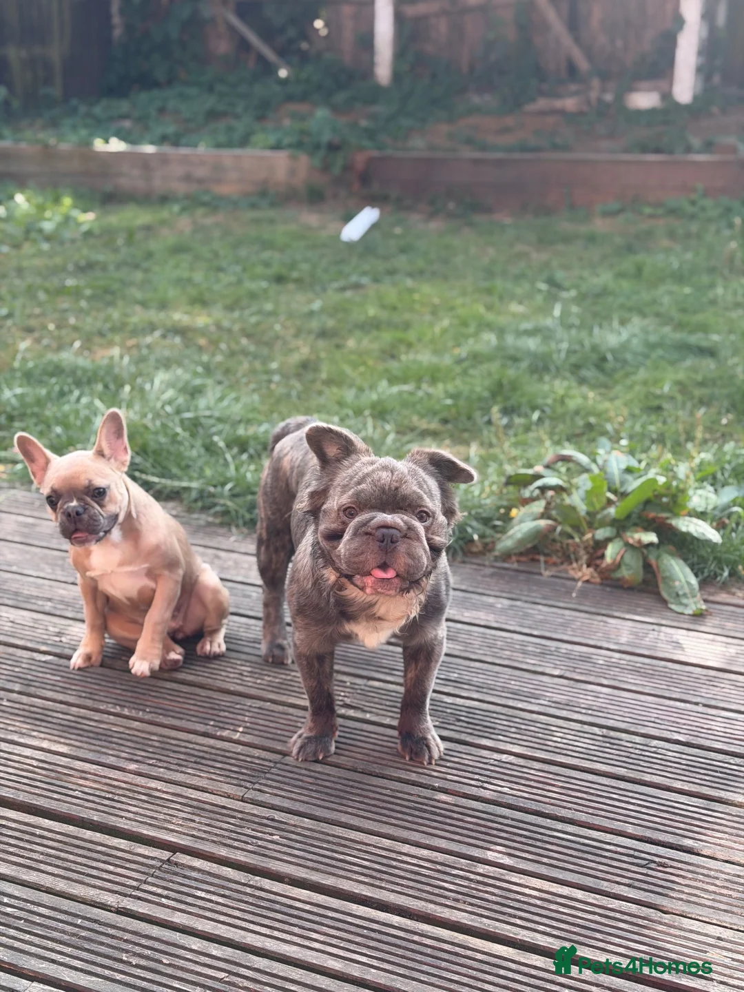 French Bulldog dogs for sale: FLUFFY FRENCHIE 8 MONTHS - Advert 2