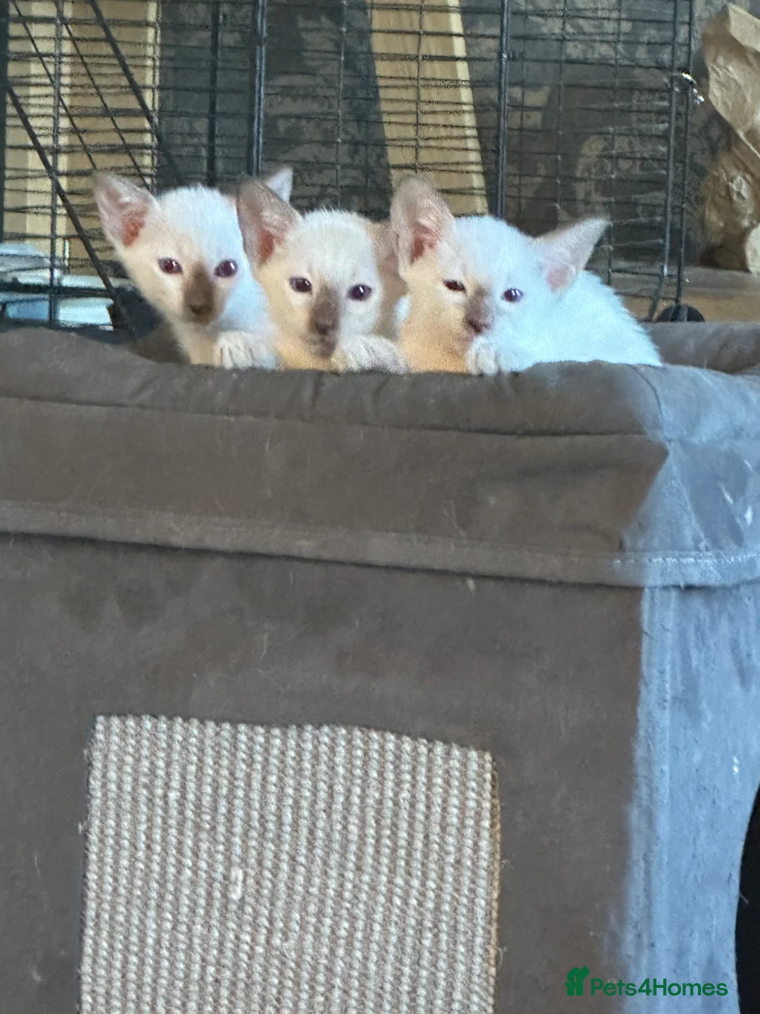 Siamese cats for sale: Siamese kittens - Advert 1