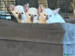 Siamese cats Siamese kittens - Advert 3