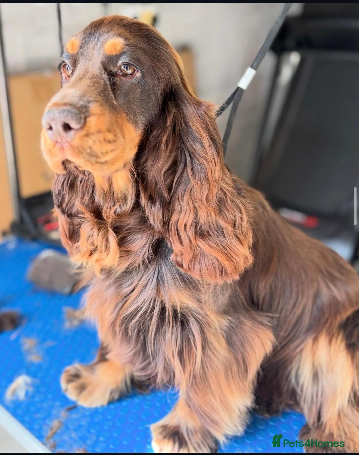 Cocker Spaniel dogs ⭐ ⭐ AMAZING KC SHOW COCKER SPANIELS - Advert 2