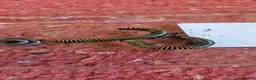 Millipedes invertebrates for sale: Bumblebee Millipedes (Anadenobolus monilicornos) in Lowestoft - Advert 2