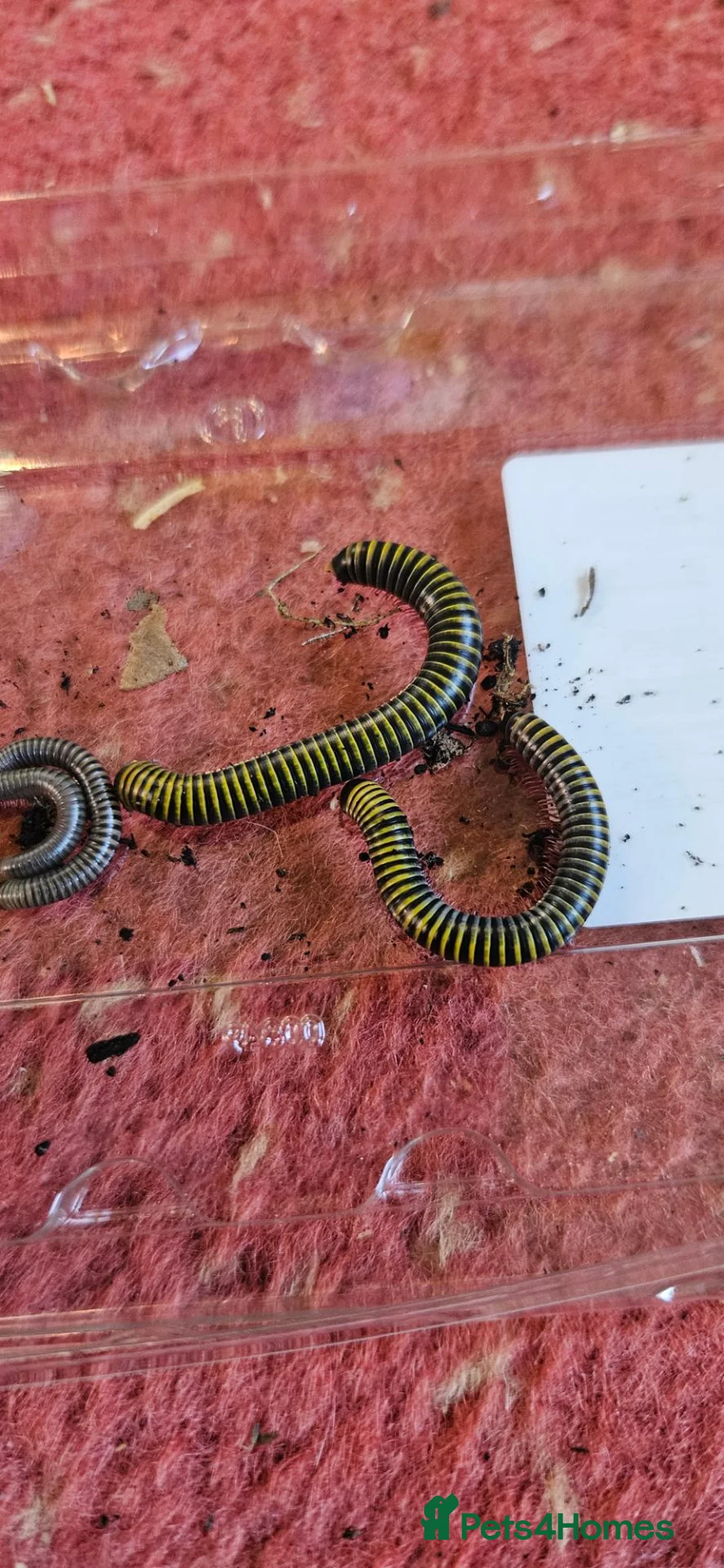 Millipedes invertebrates for sale: Bumblebee Millipedes (Anadenobolus monilicornos) in Lowestoft - Advert 2