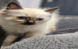 Ragdoll cats for sale: Stunning ragdoll kittens  - Image 23