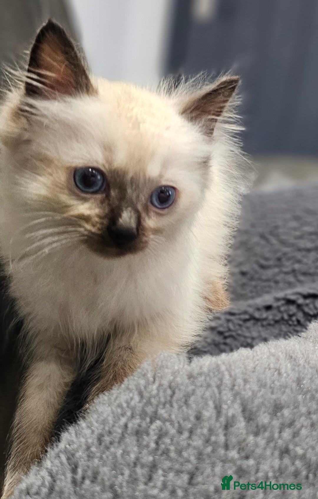 Ragdoll cats for sale: Stunning ragdoll kittens  - Image 23