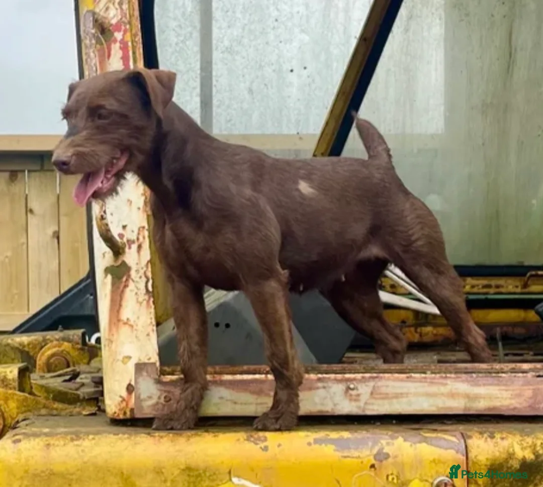 Patterdale Terrier dogs for sale: High Quality Patterdale Pups - Advert 1