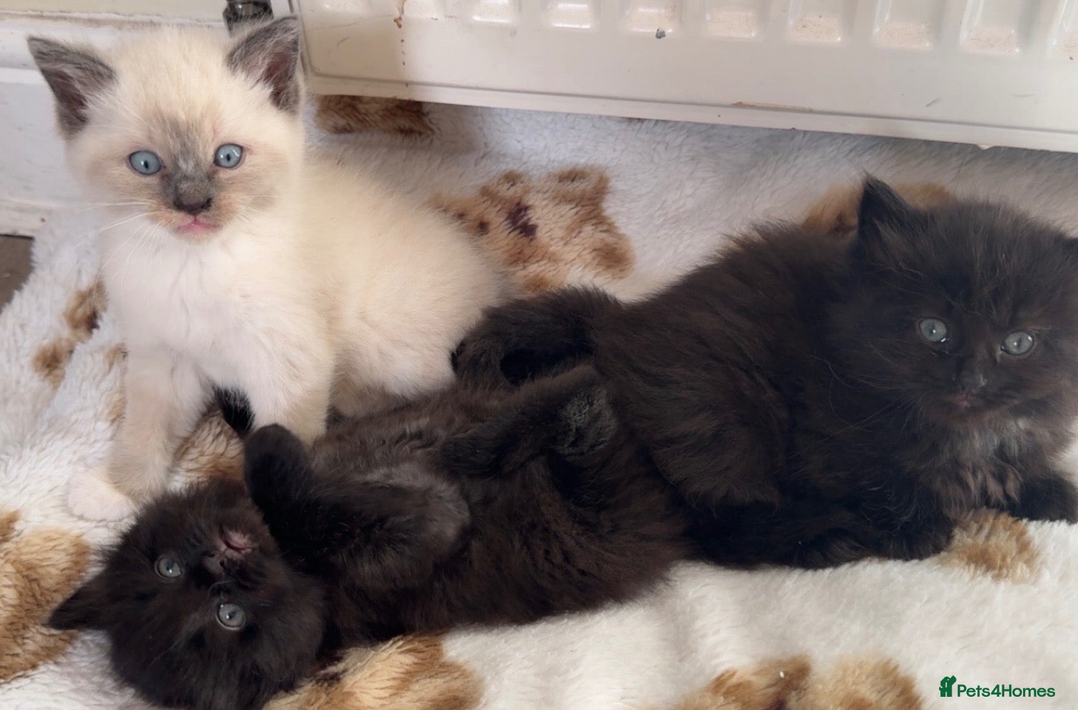 Ragdoll cats 3 Beautiful Ragdoll Mix Kittens - Advert 1