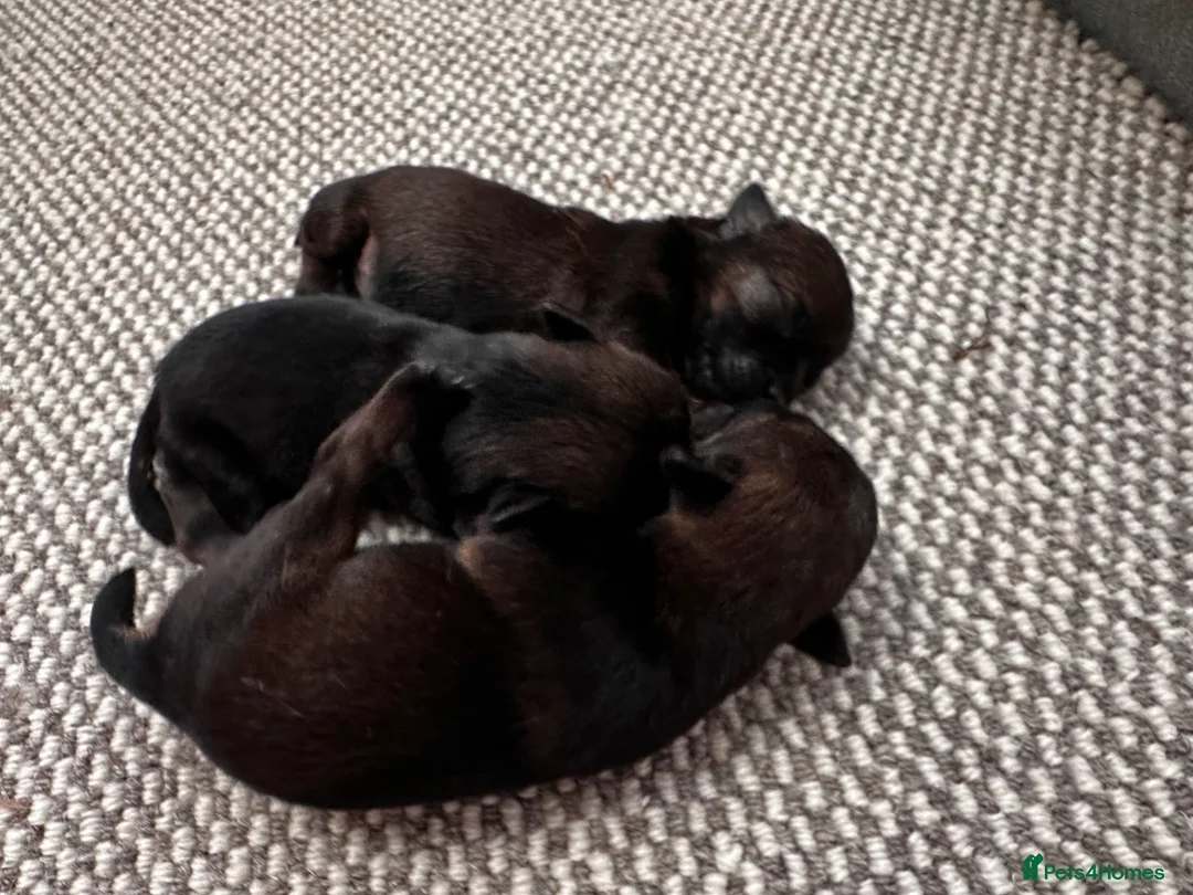 Border Terrier dogs for sale: Lovely Border Terrier Puppies Ready to Reserve - Advert 5