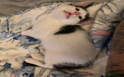 Ragcoon cats for sale: Cute male kitten last in litter  - Image 2