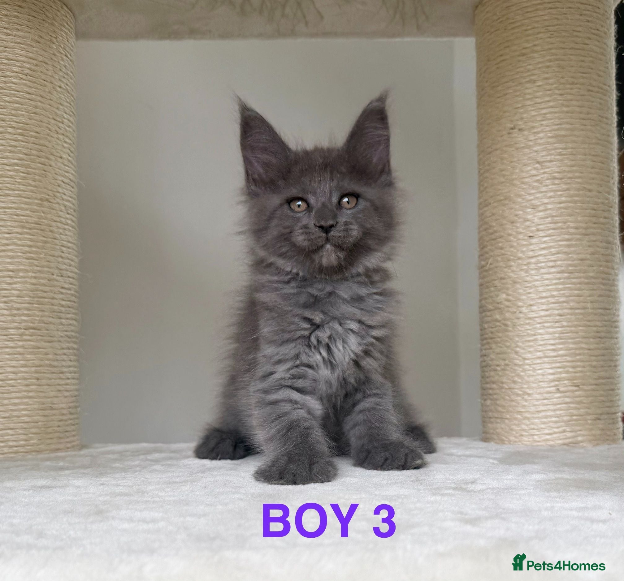Maine Coon cats 3 left. SHOW QUALITY MAINE COON KITTENS  - Advert 2