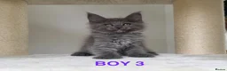 Maine Coon cats for sale: Only 2 left. SHOW QUALITY MAINE COON KITTENS  - Advert 2