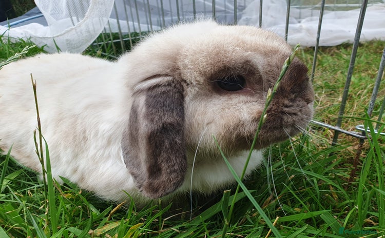 Dwarf Lop rabbits - Advert 2