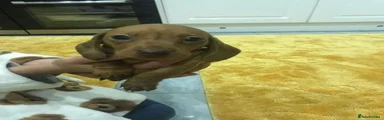 Miniature Dachshund 1