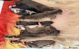 Cane Corso dogs for sale: Cane Corso puppies - Image 12