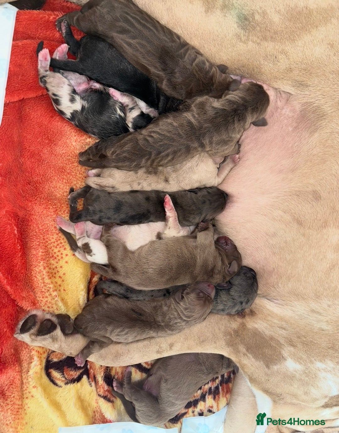 Cane Corso dogs for sale: Cane Corso puppies - Image 12