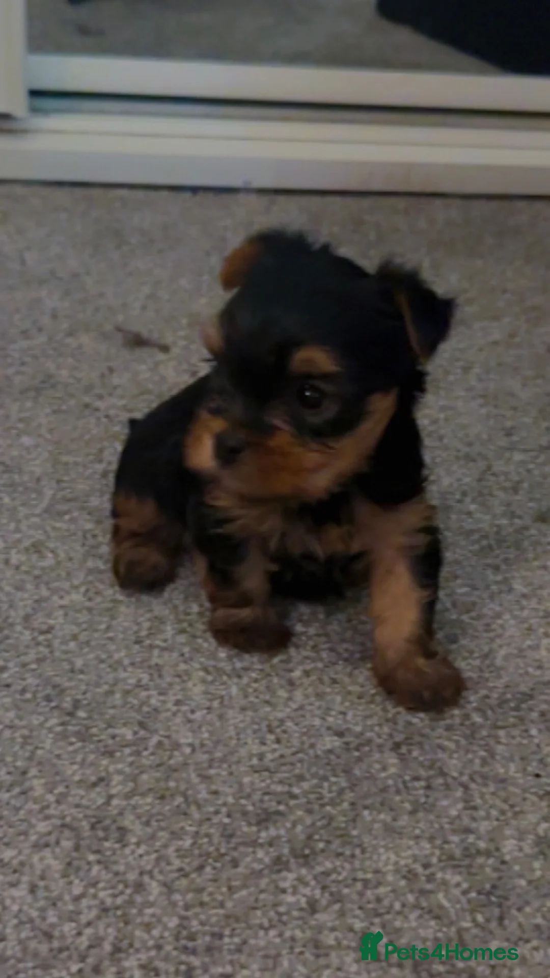 Yorkshire Terrier dogs for sale: Ready to leave  - Advert 2
