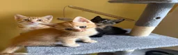 Domestic Shorthair cats for sale: 5 Beautiful Kittens Looking for Homes  - Advert 10