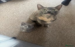 Domestic Shorthair cats for sale: 3 kittens(ginger,grey) ready to join their new hom - Image 2
