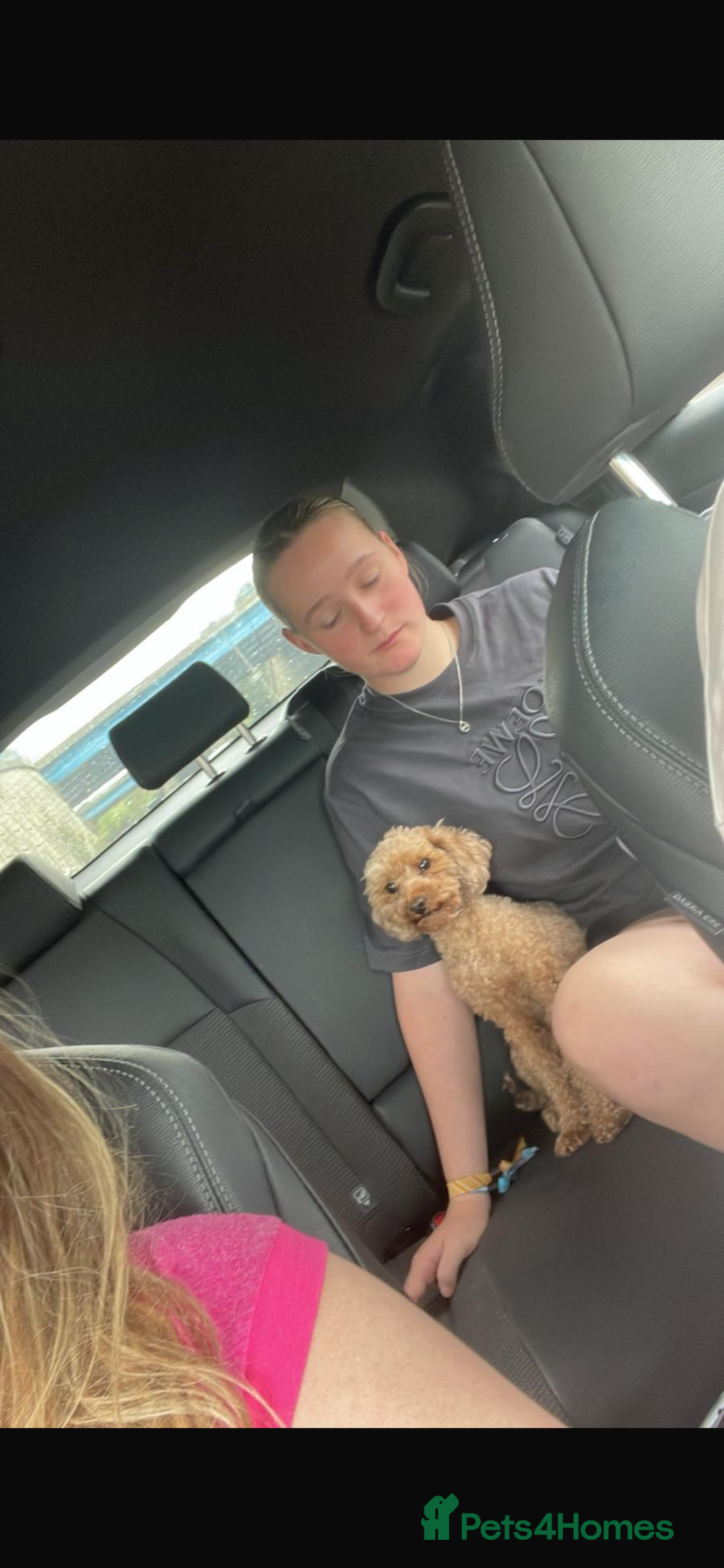 Toy Poodle dogs for sale: Pedigree tiny toy poodles  - Image 8