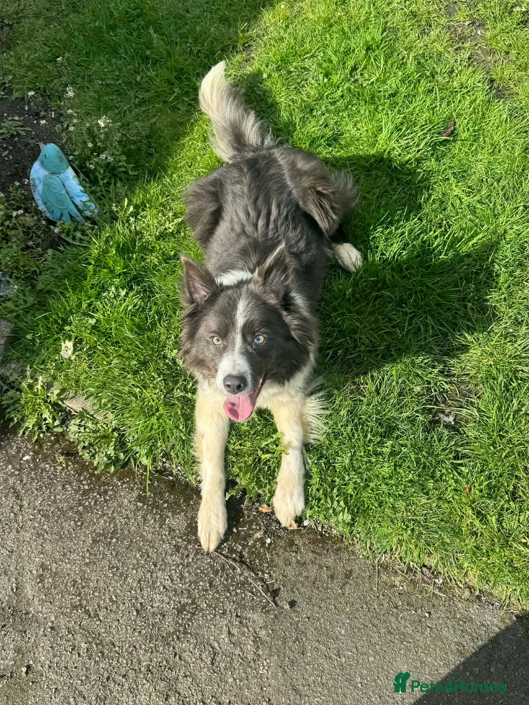 Border Collie dogs for sale: YOUNG BLUE BORDER COLLIE FEMALE - Advert 3