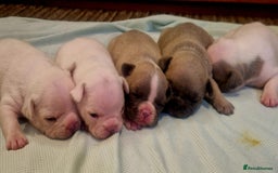 French Bulldog dogs for sale: Kc registered french bulldog puppies - Image 1