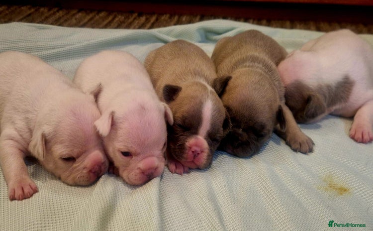 French Bulldog dogs - Advert 2