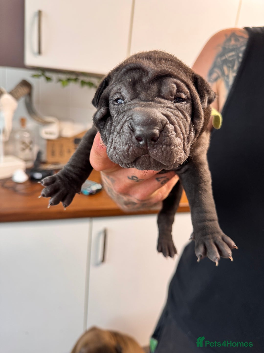 Shar Pei dogs for sale: Sharp pie puppies  - Image 10