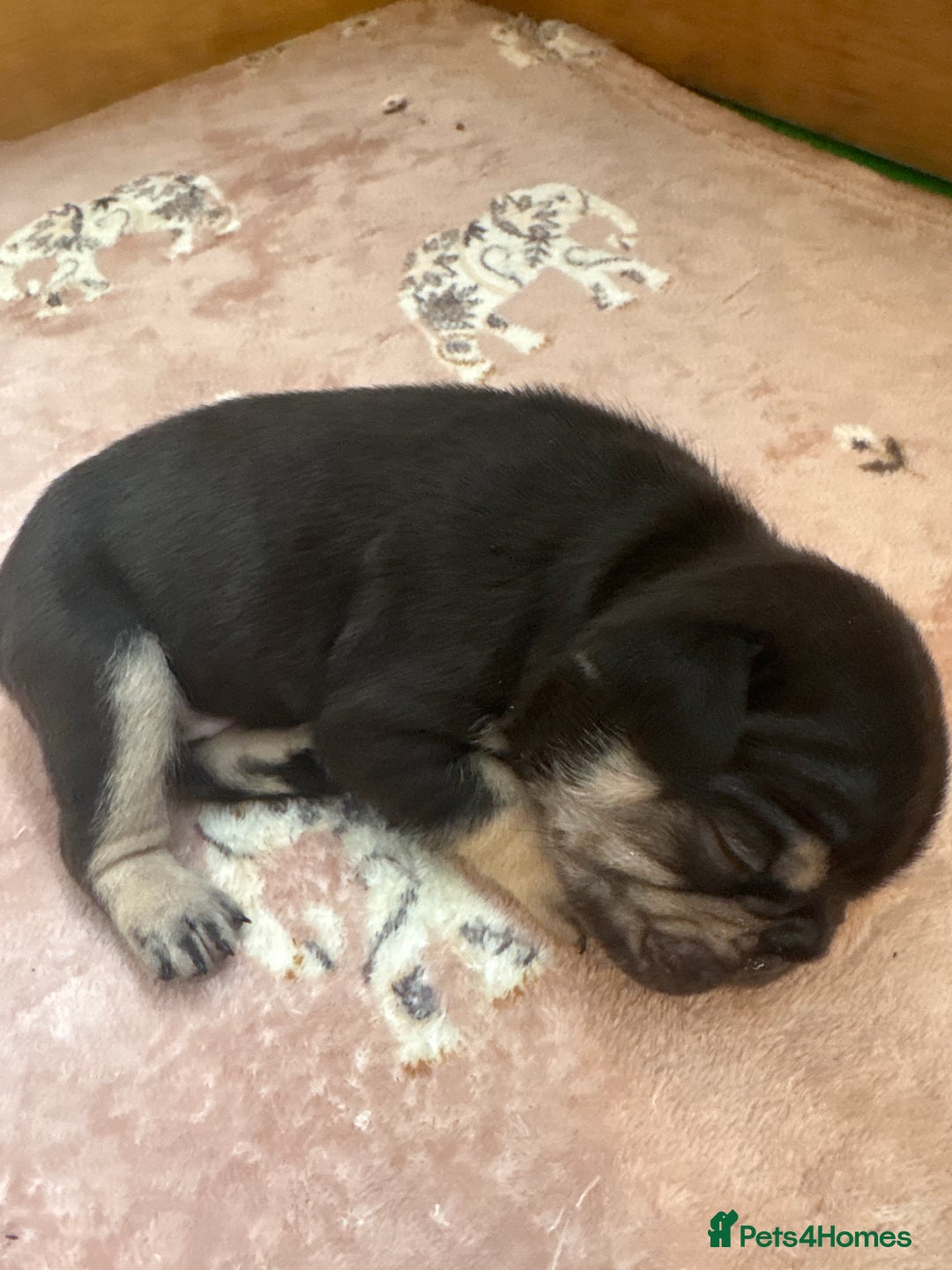 French Bulldog dogs for sale: Beautiful litter of French bulldog pups DWKC  - Advert 6