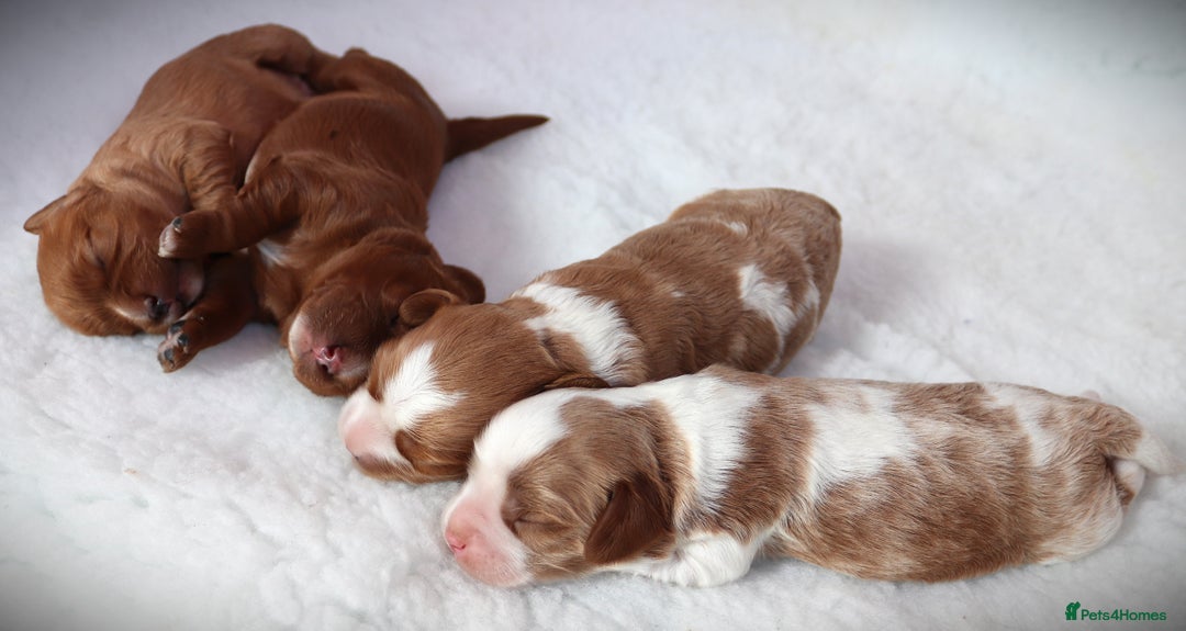 Cavapoo dogs for sale: 🌟Rare F1b Reverse Cavapoo(3/4 Cavalier1/4 Poodle) - Image 5