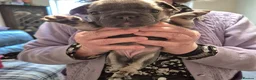 French Bulldog dogs for sale: Male&Female Puppies - Advert 13