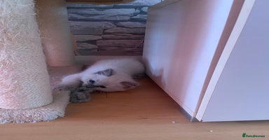 Ragdoll cats - Advert 16