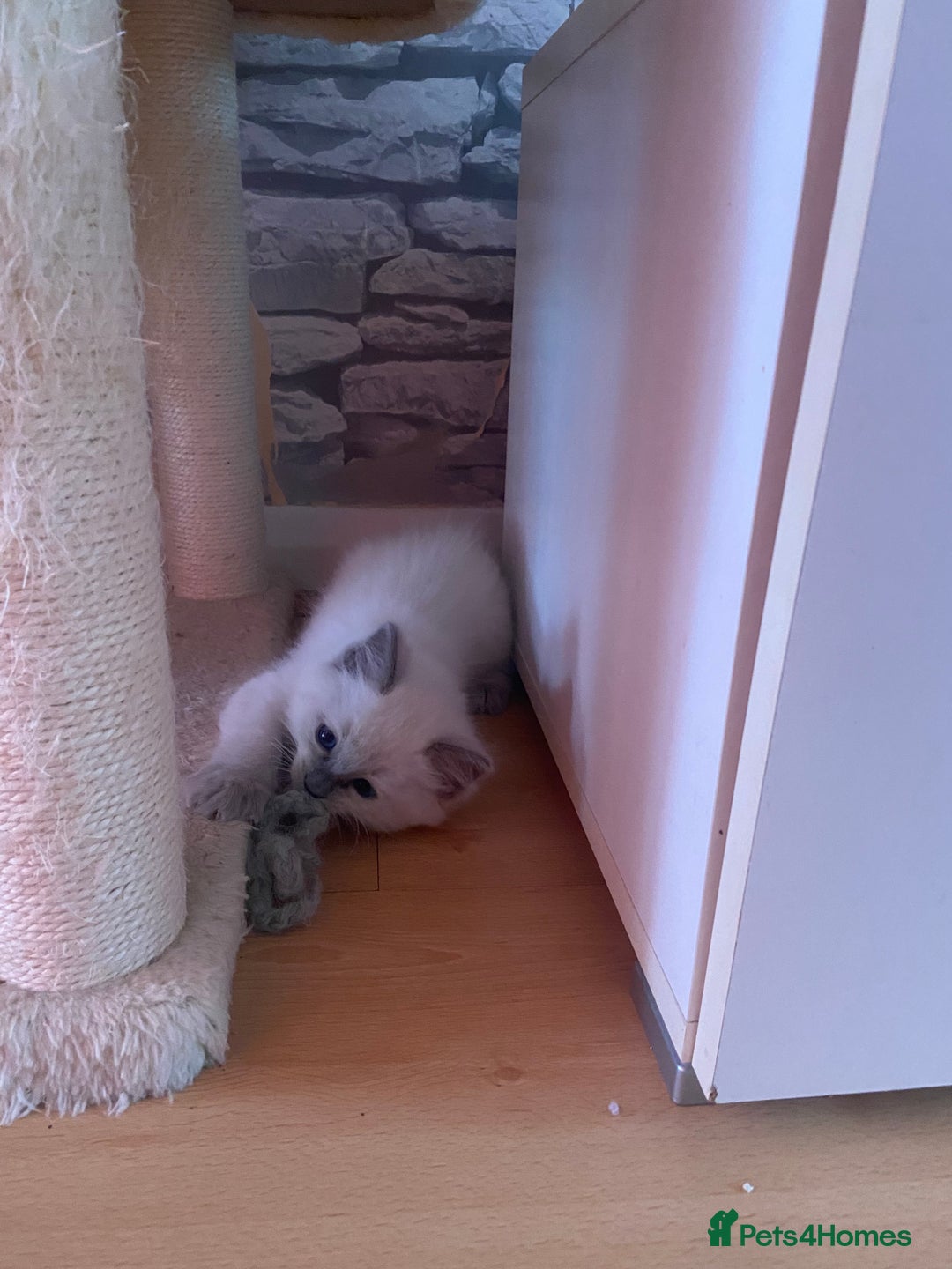 Ragdoll cats for sale: Ragdoll kittens  - Image 3